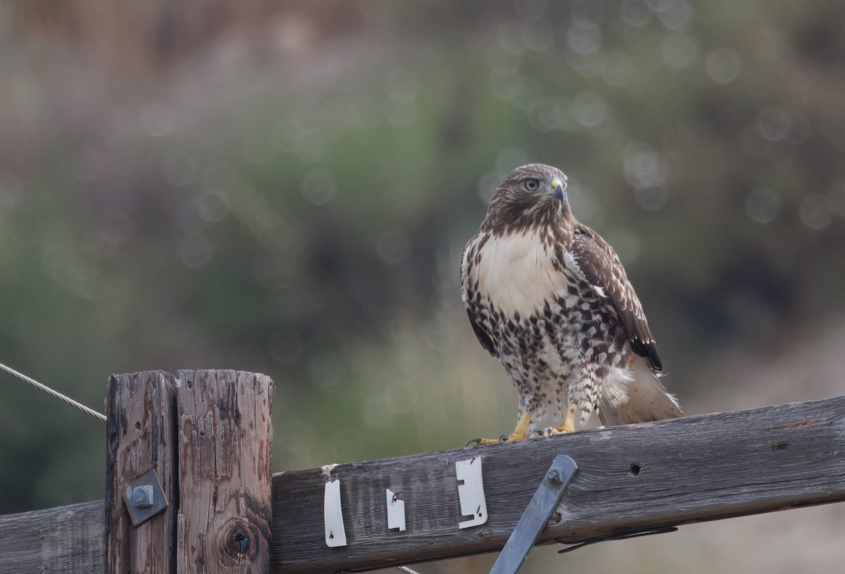 Red-tailed Hawk - ML620611751