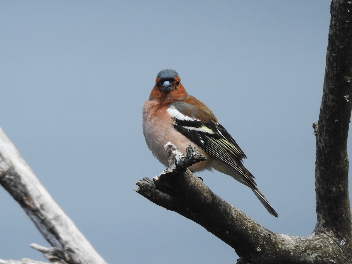 Common Chaffinch - ML620611753