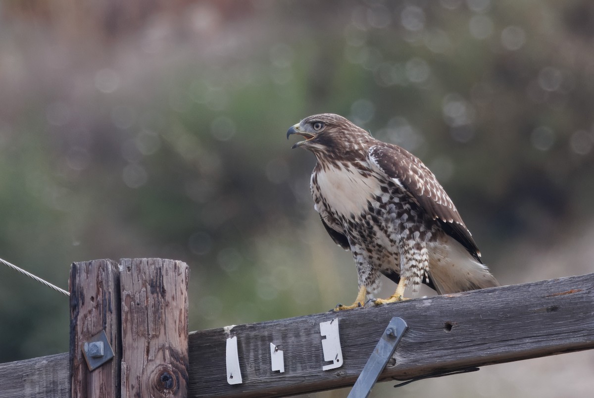 Red-tailed Hawk - John Callender