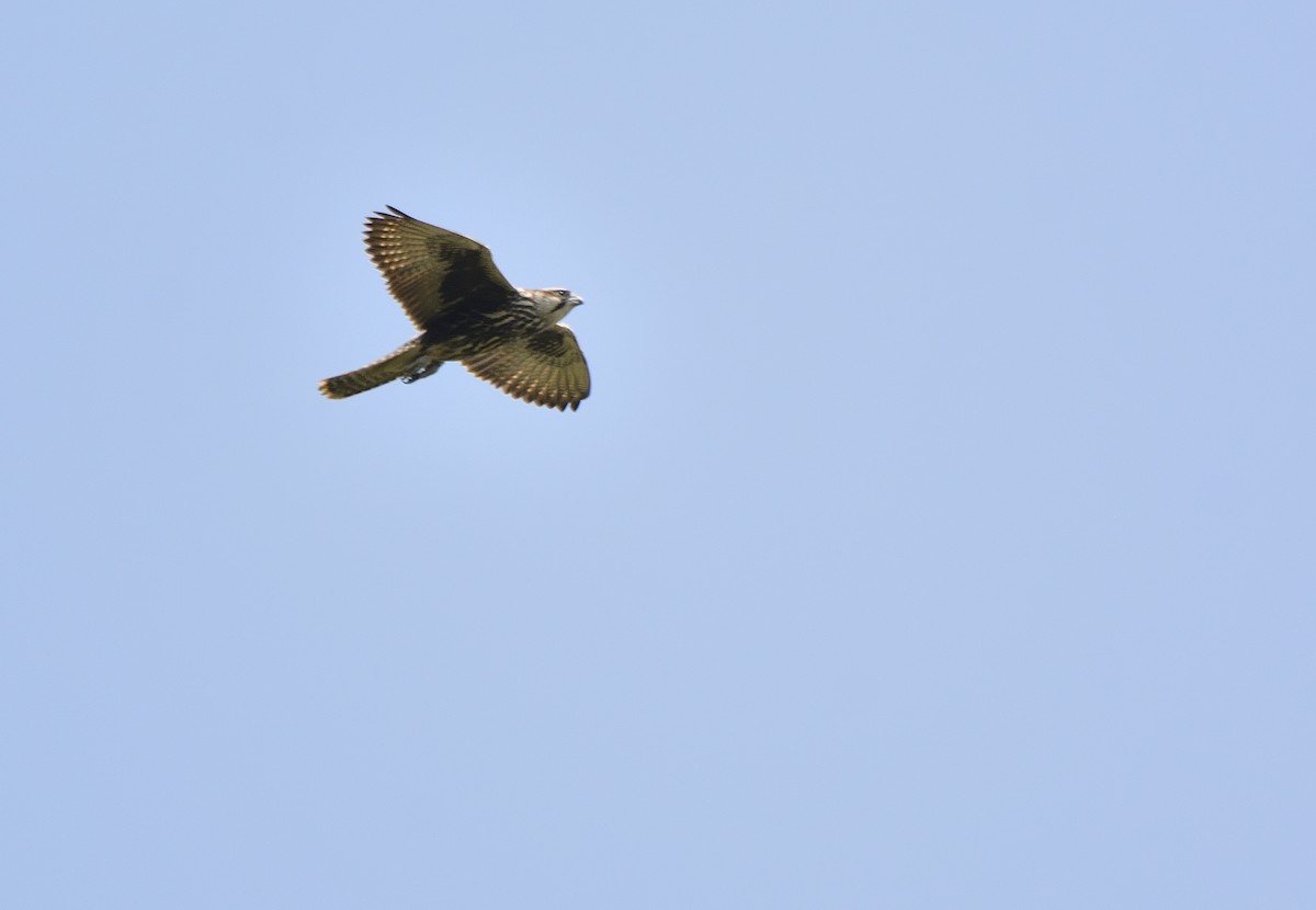 Saker Falcon - ML620611758