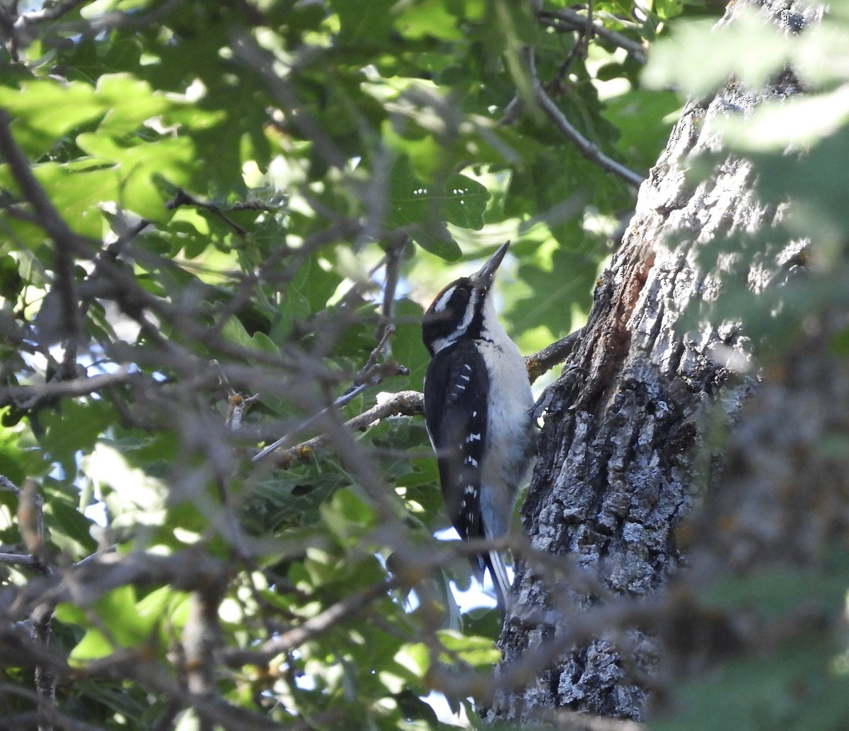 Hairy Woodpecker (Rocky Mts.) - ML620611759