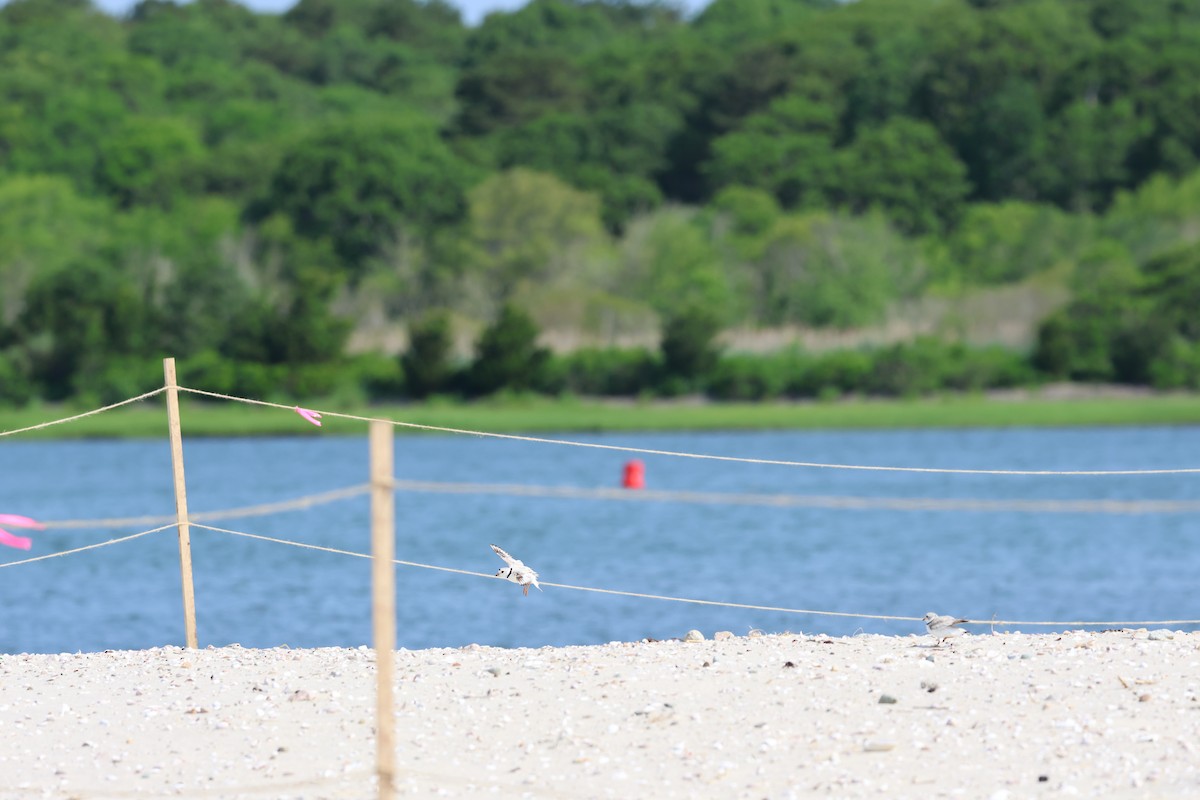 Piping Plover - ML620611761