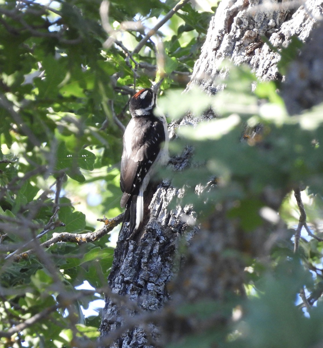 Hairy Woodpecker (Rocky Mts.) - ML620611762