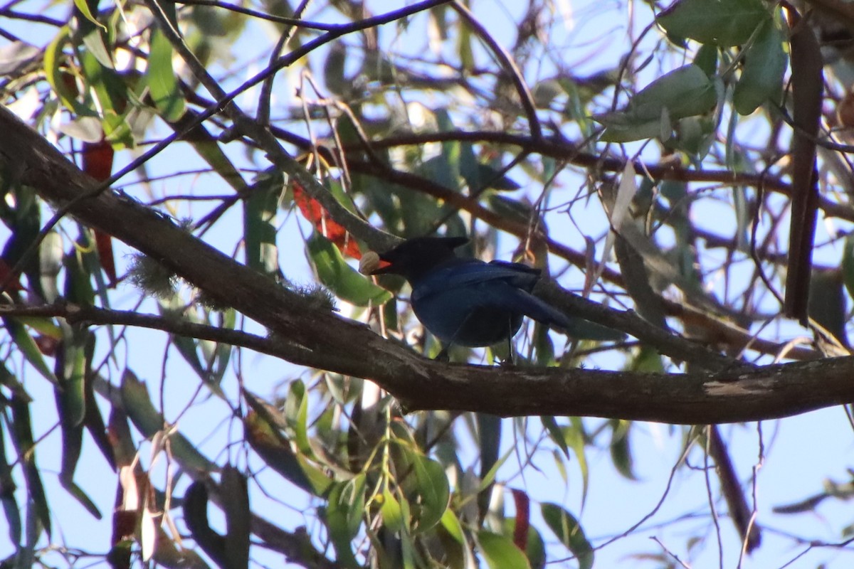 Steller's Jay - ML620611763