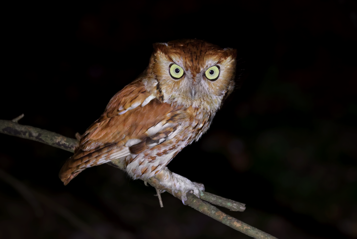 Eastern Screech-Owl (Northern) - ML620611765