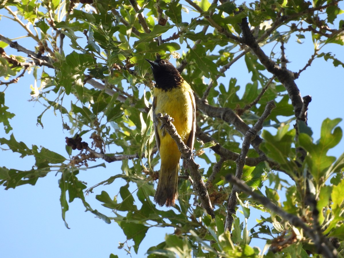 Oriole jaune-verdâtre - ML620611766