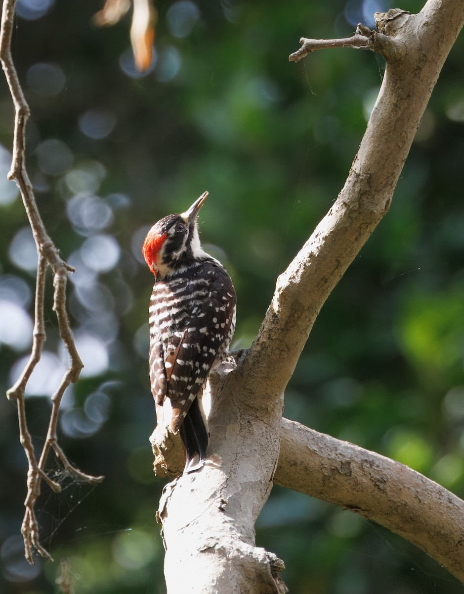 Nuttall's Woodpecker - ML620611767