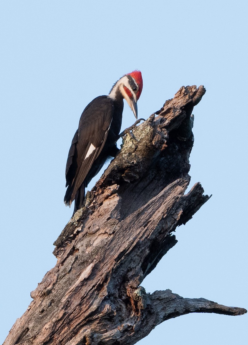 Pileated Woodpecker - ML620611769
