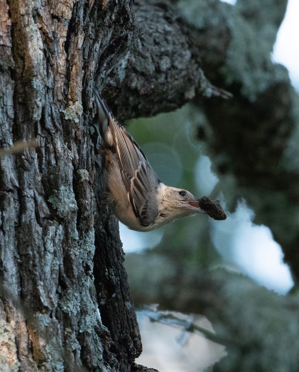 White-breasted Nuthatch - ML620611771