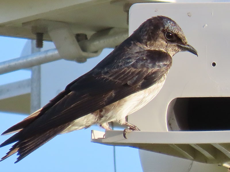 Purple Martin - ML620611776