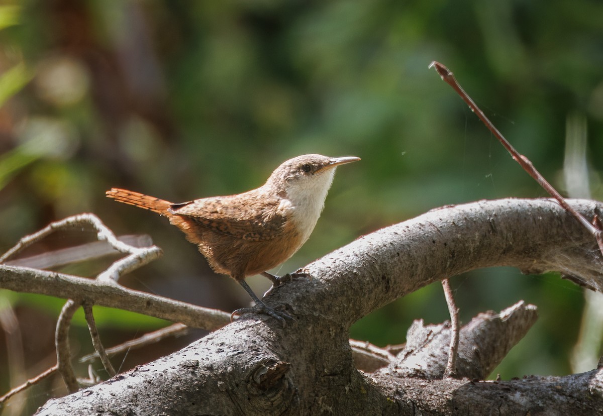 Canyon Wren - John Callender