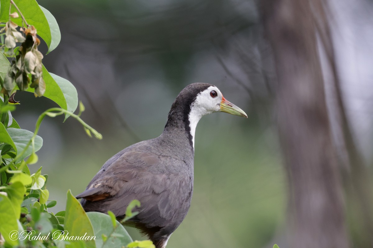 White-breasted Waterhen - Rahul Bhandari