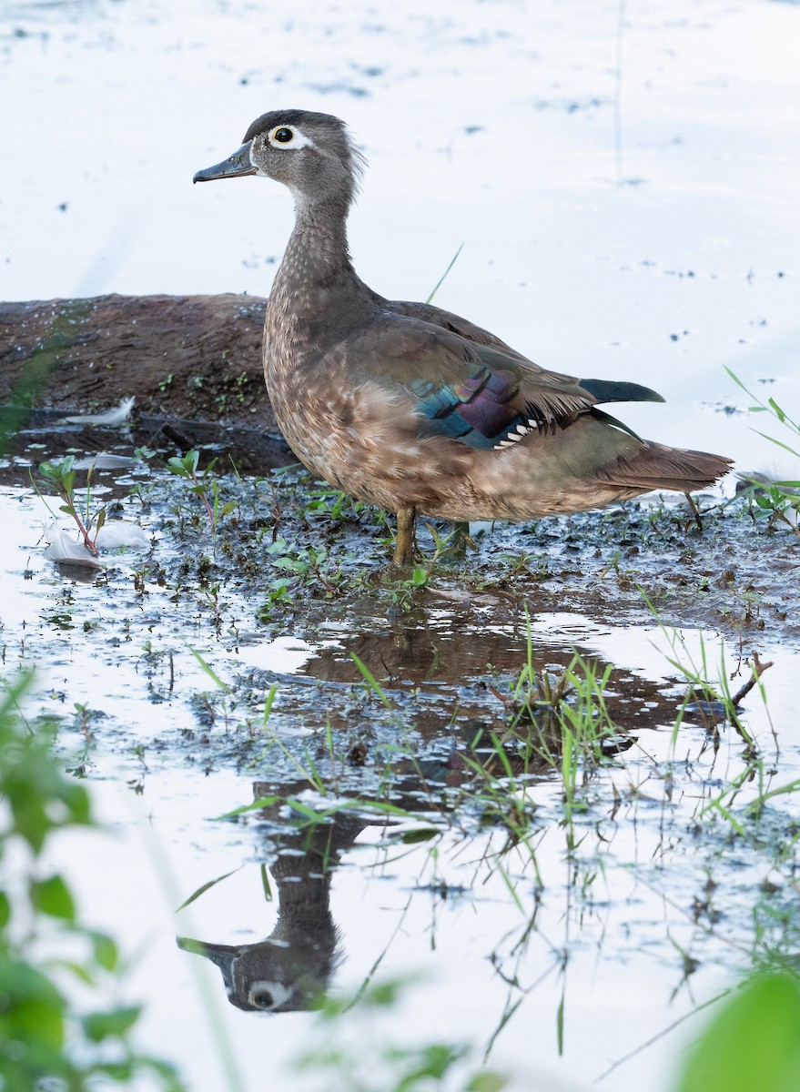 Wood Duck - ML620611796