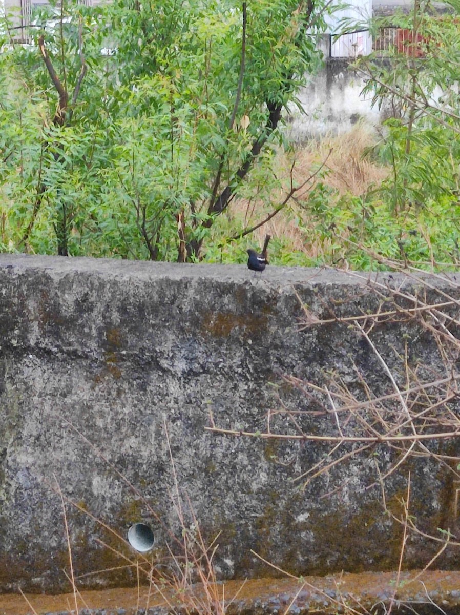 Indian Robin - ML620611799