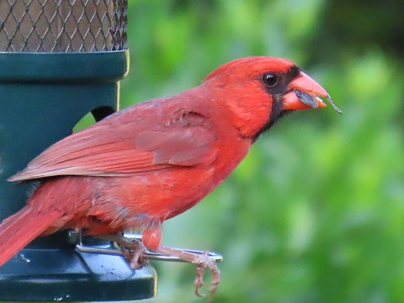 Cardenal Norteño - ML620611801