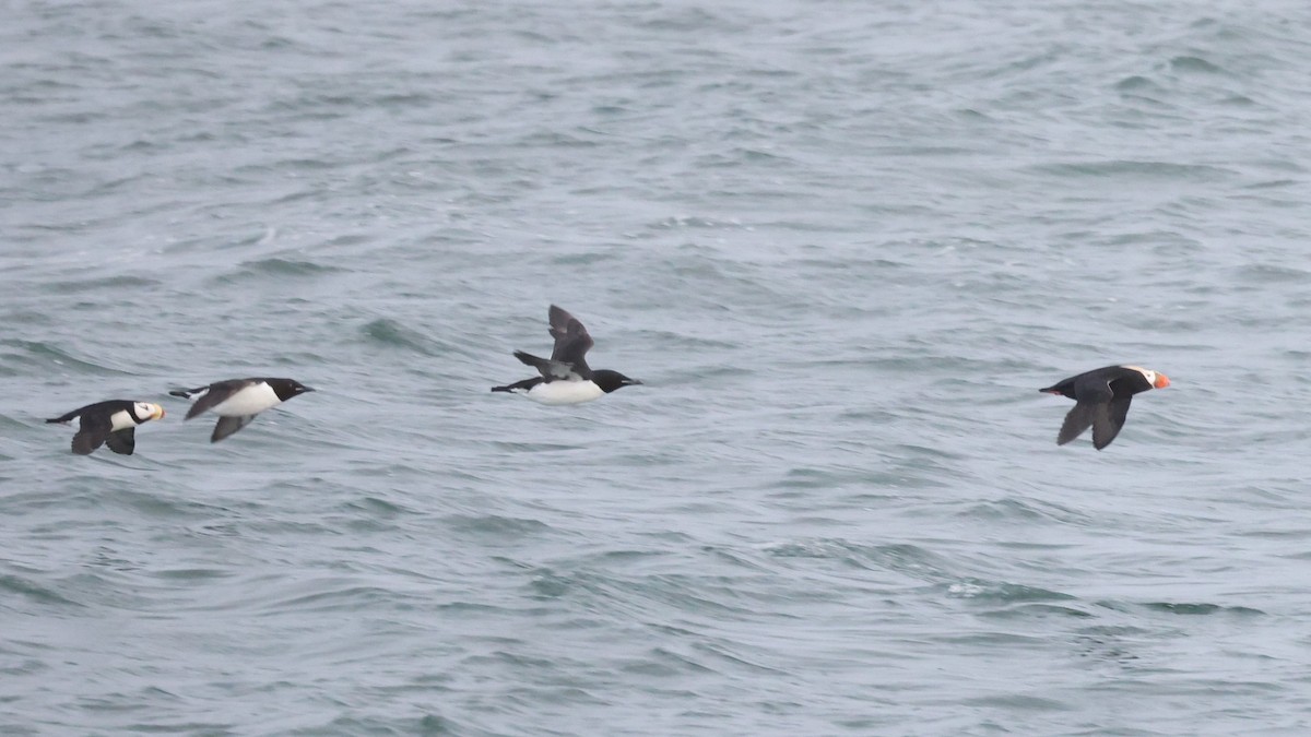 Horned Puffin - ML620611803