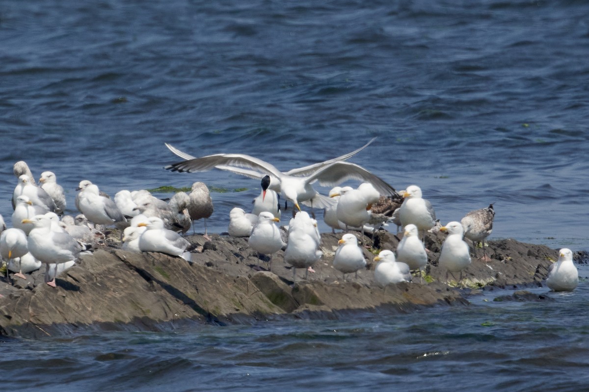 Caspian Tern - ML620611805