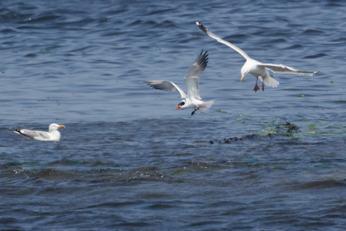 Caspian Tern - ML620611807