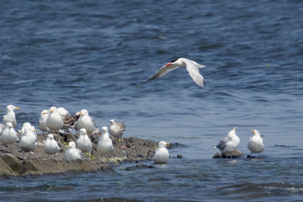 Caspian Tern - ML620611809