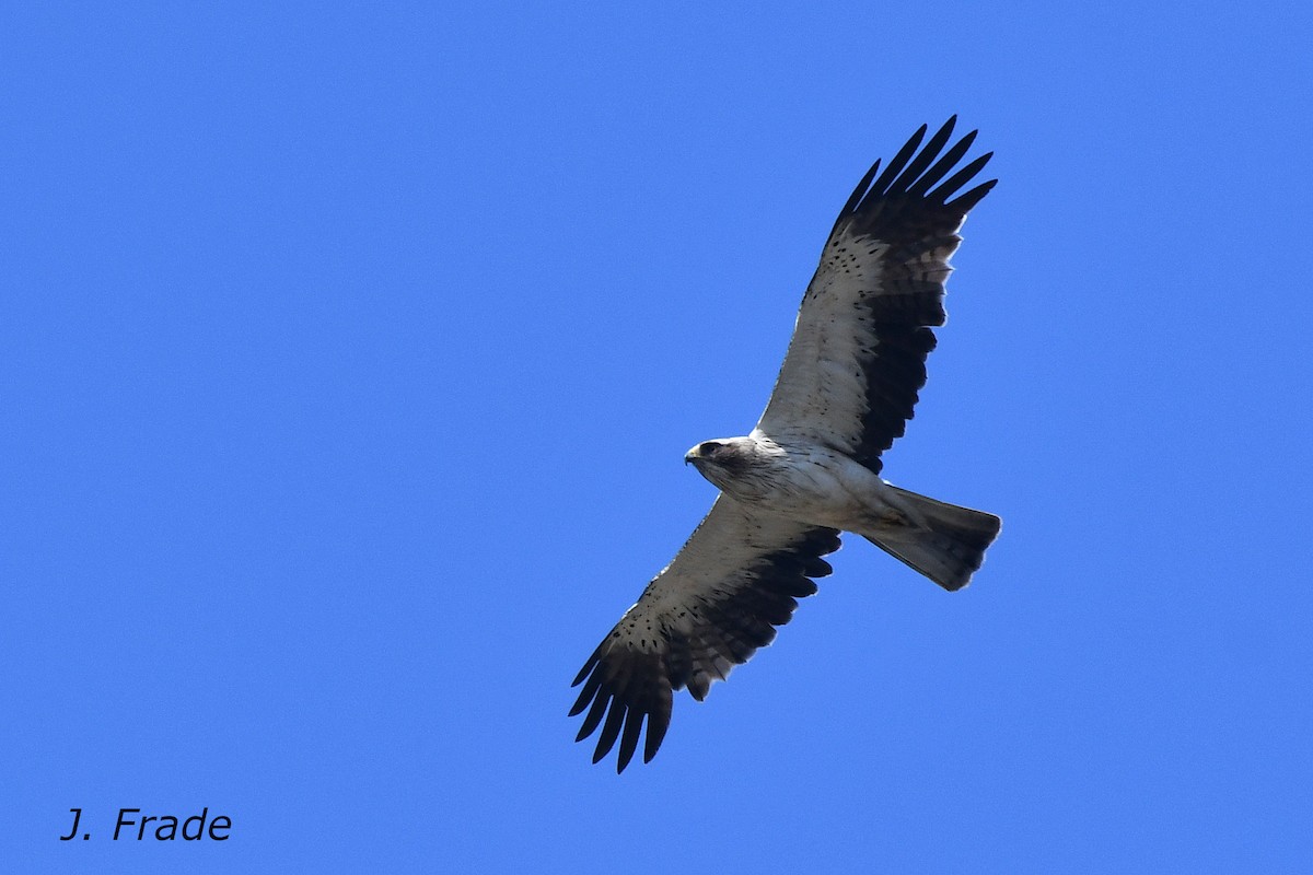 Booted Eagle - ML620611820