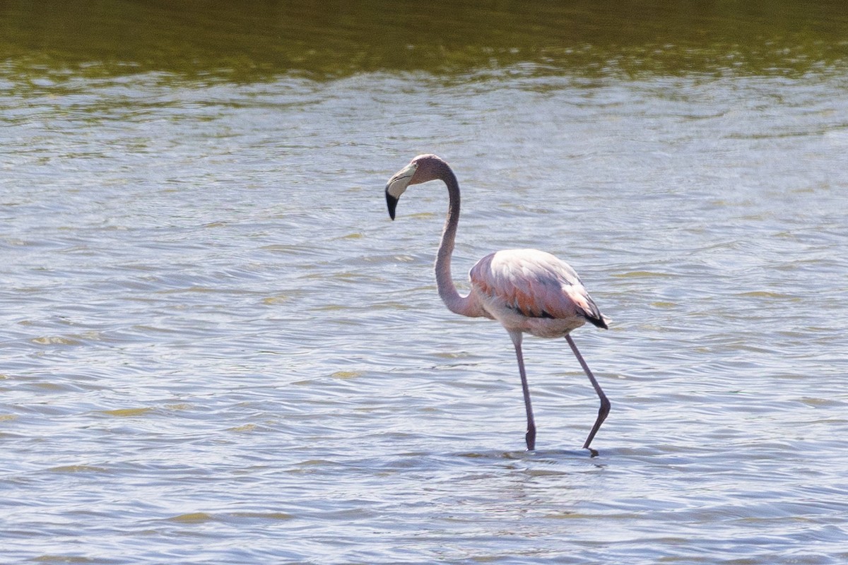 American Flamingo - ML620611821