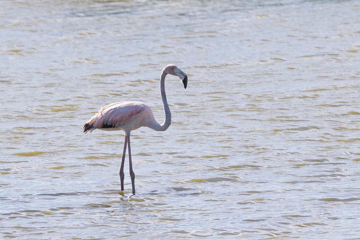 American Flamingo - ML620611822