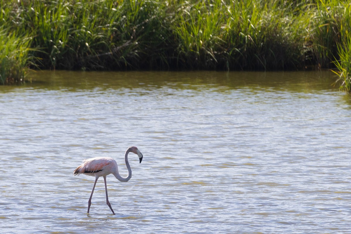 American Flamingo - ML620611825