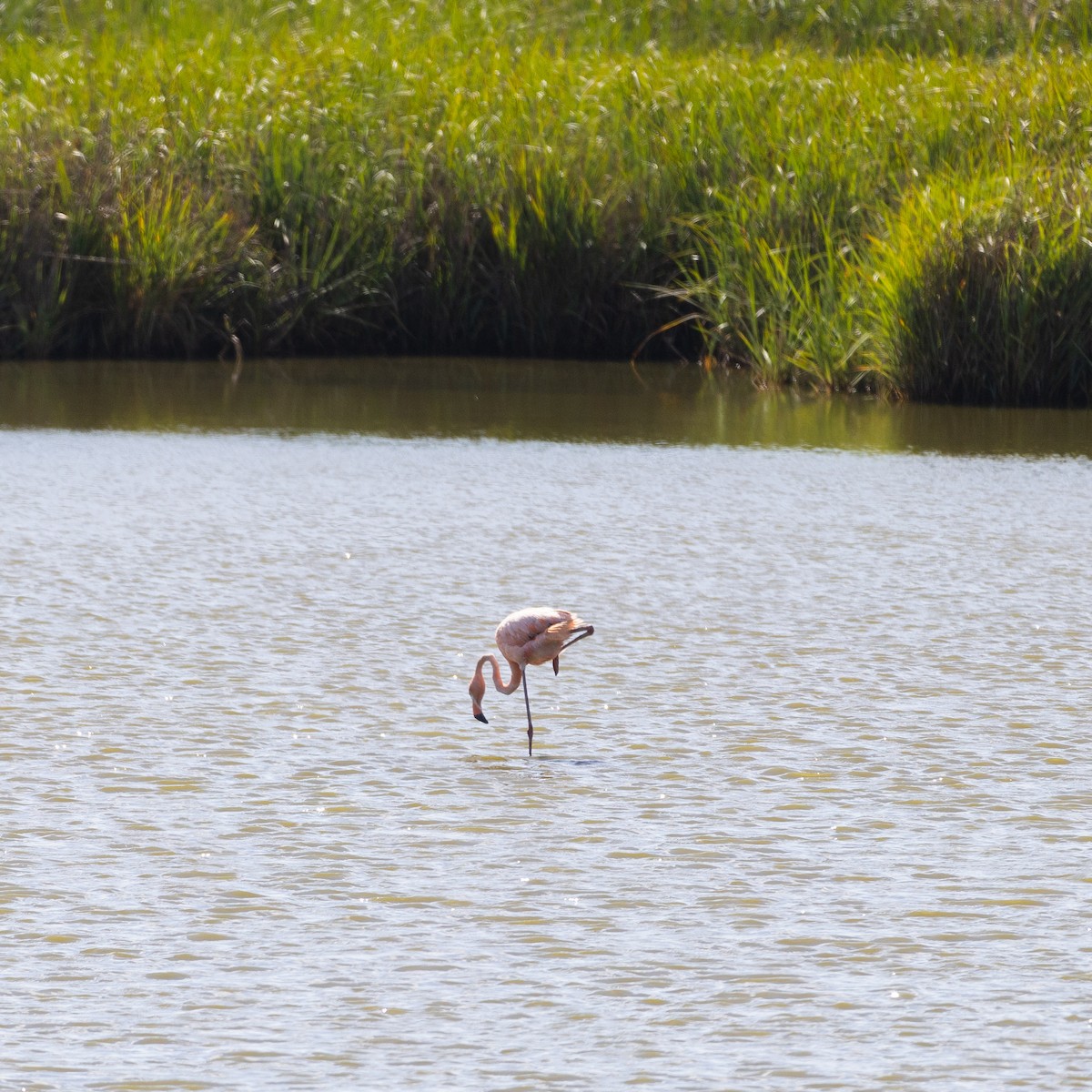 American Flamingo - ML620611827