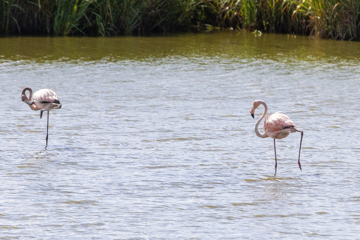 American Flamingo - ML620611830