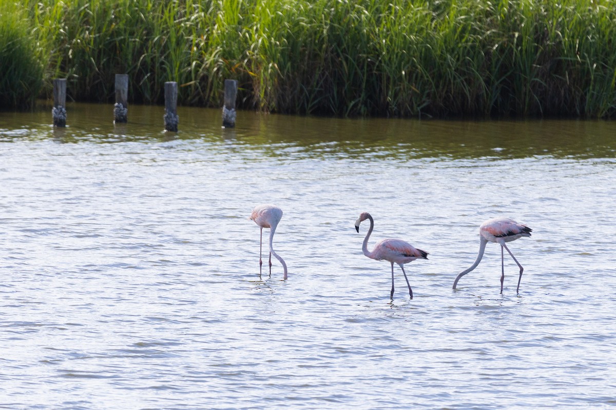 American Flamingo - Dan Watson