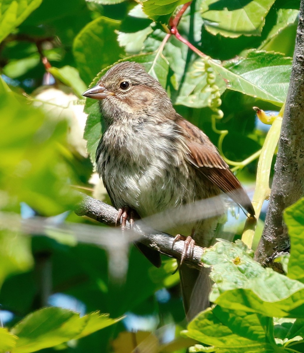 Song Sparrow - ML620611834