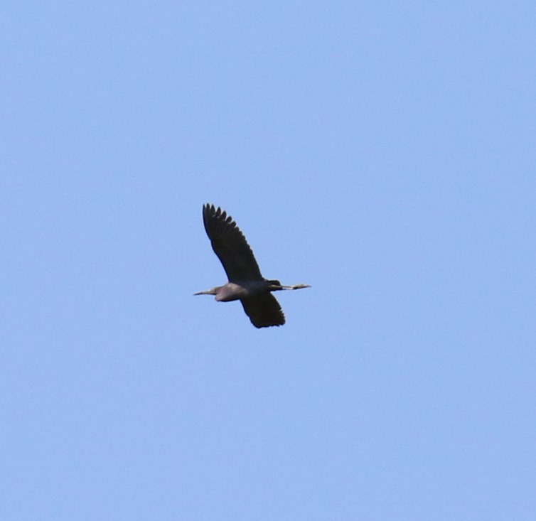 Little Blue Heron - ML620611835