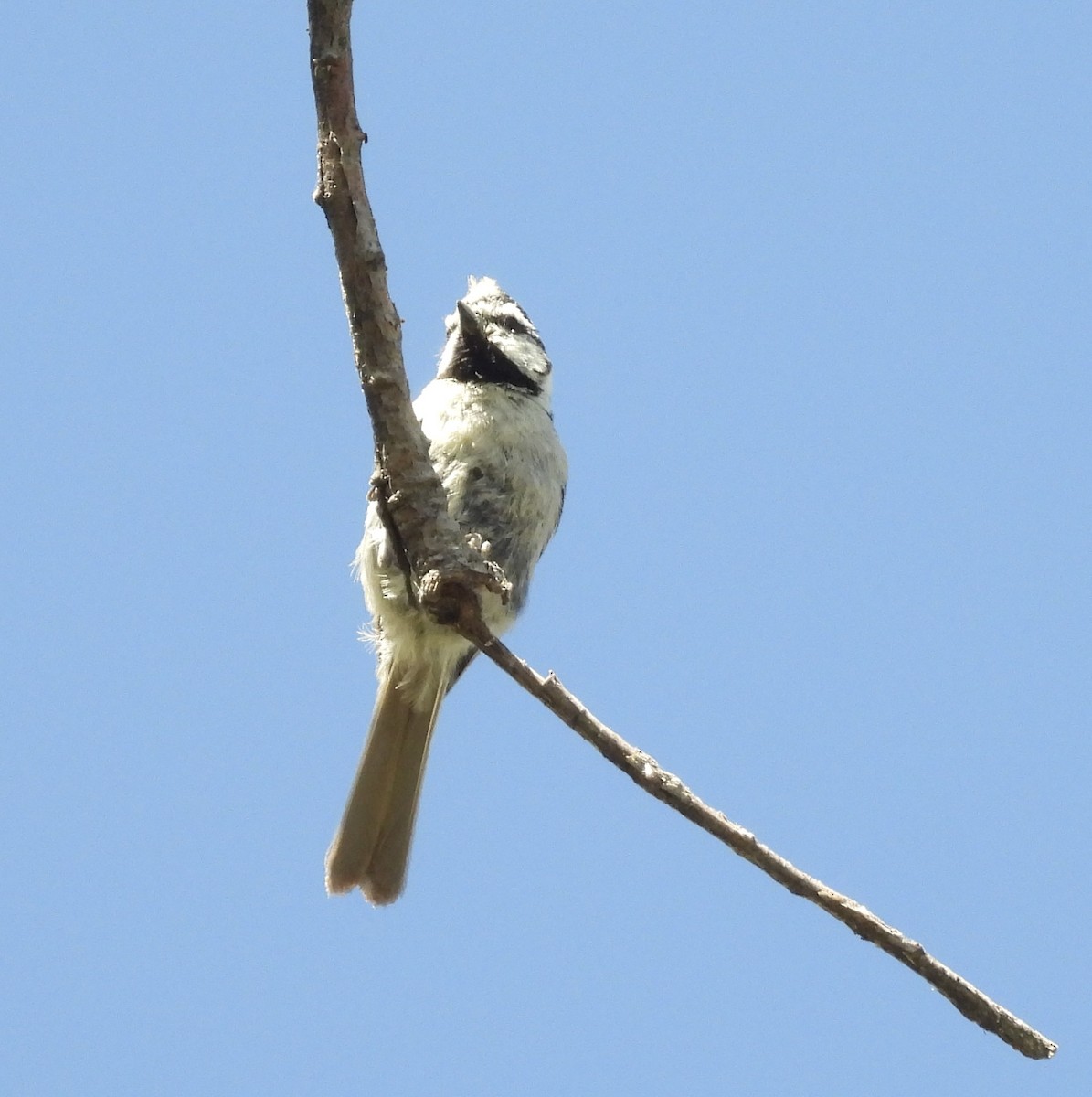 Bridled Titmouse - ML620611836