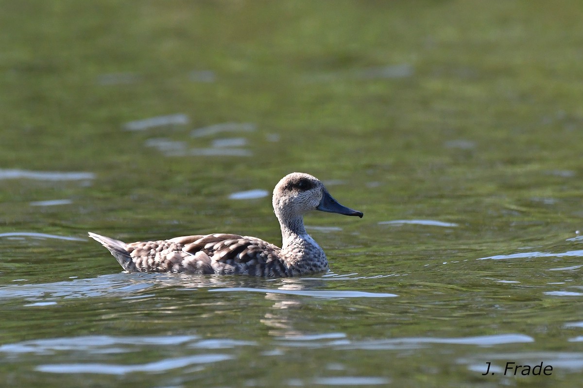 Marbled Duck - ML620611838