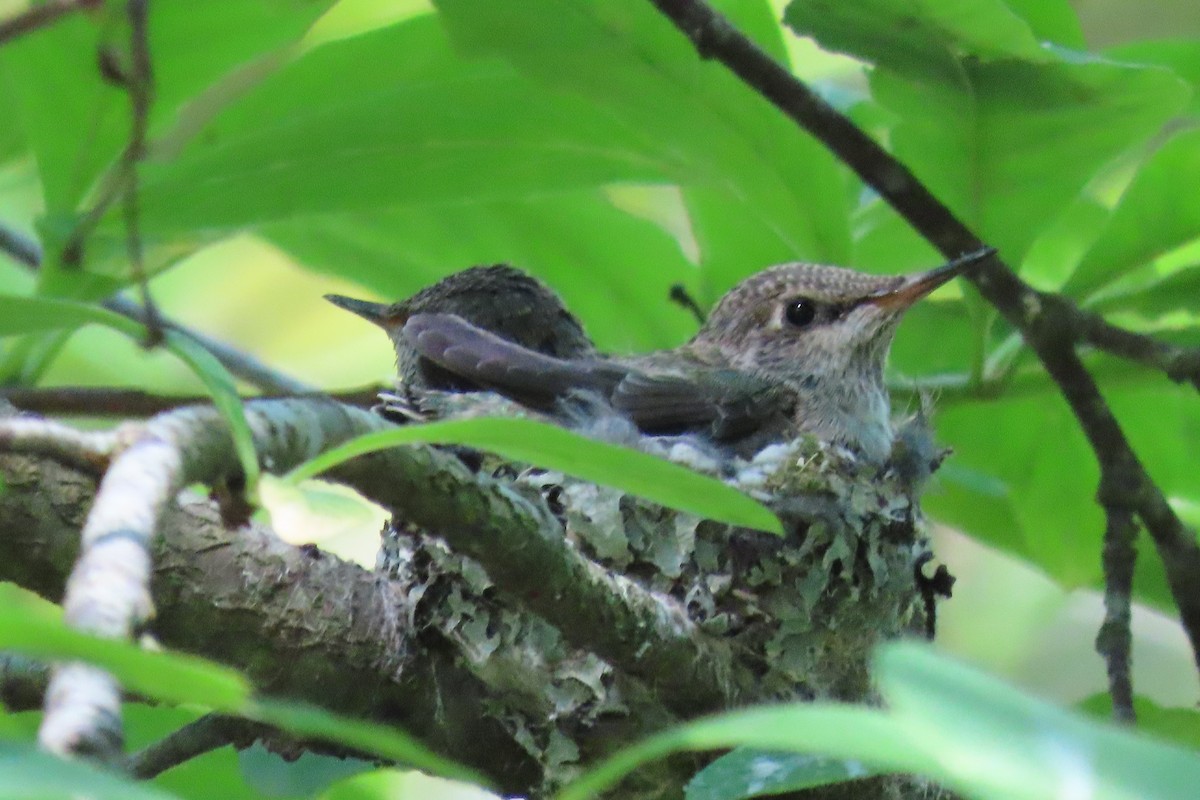 Colibrí de Anna - ML620611839