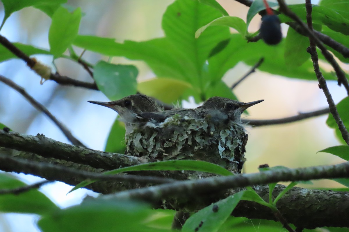 Anna's Hummingbird - ML620611840