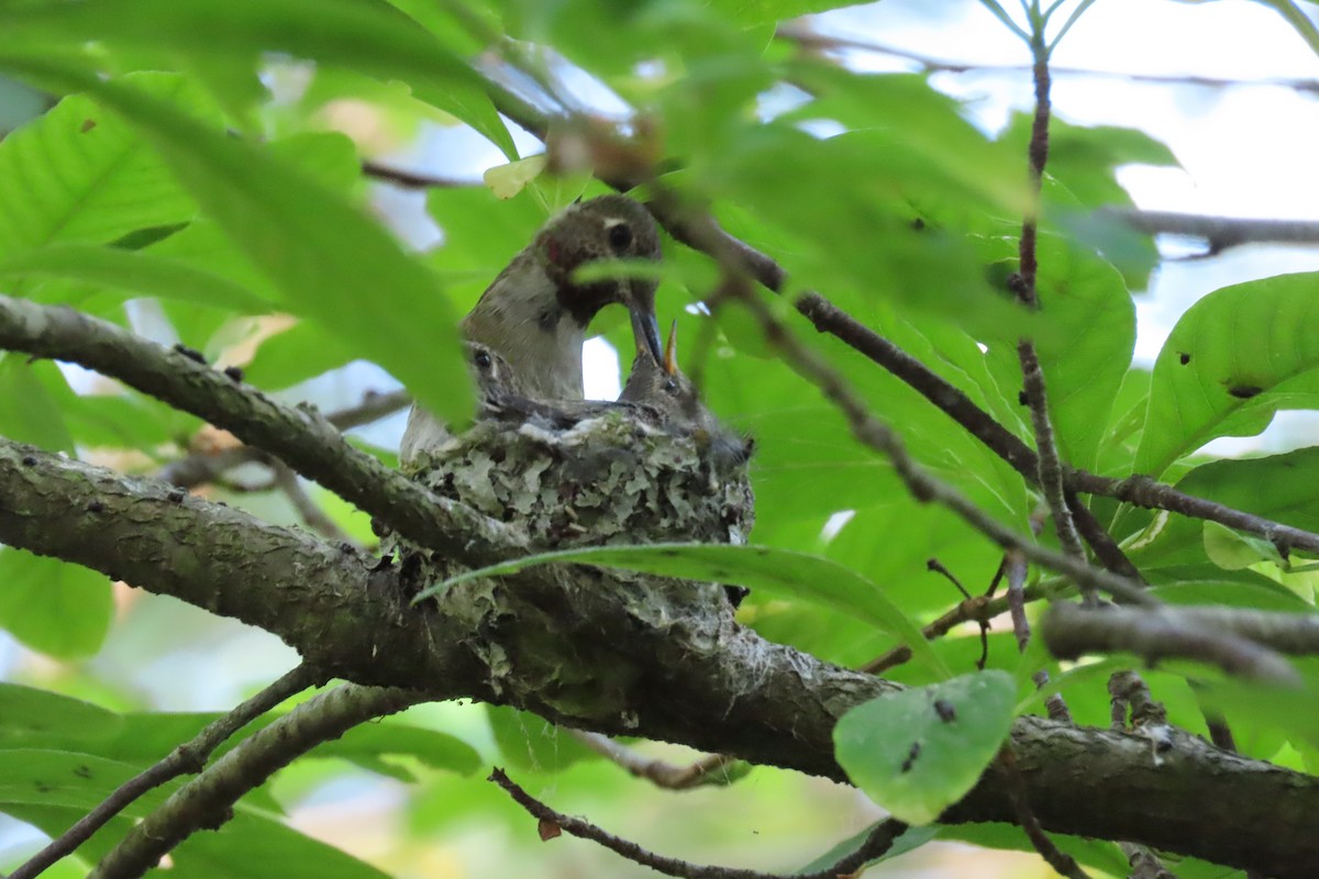 Anna's Hummingbird - ML620611841