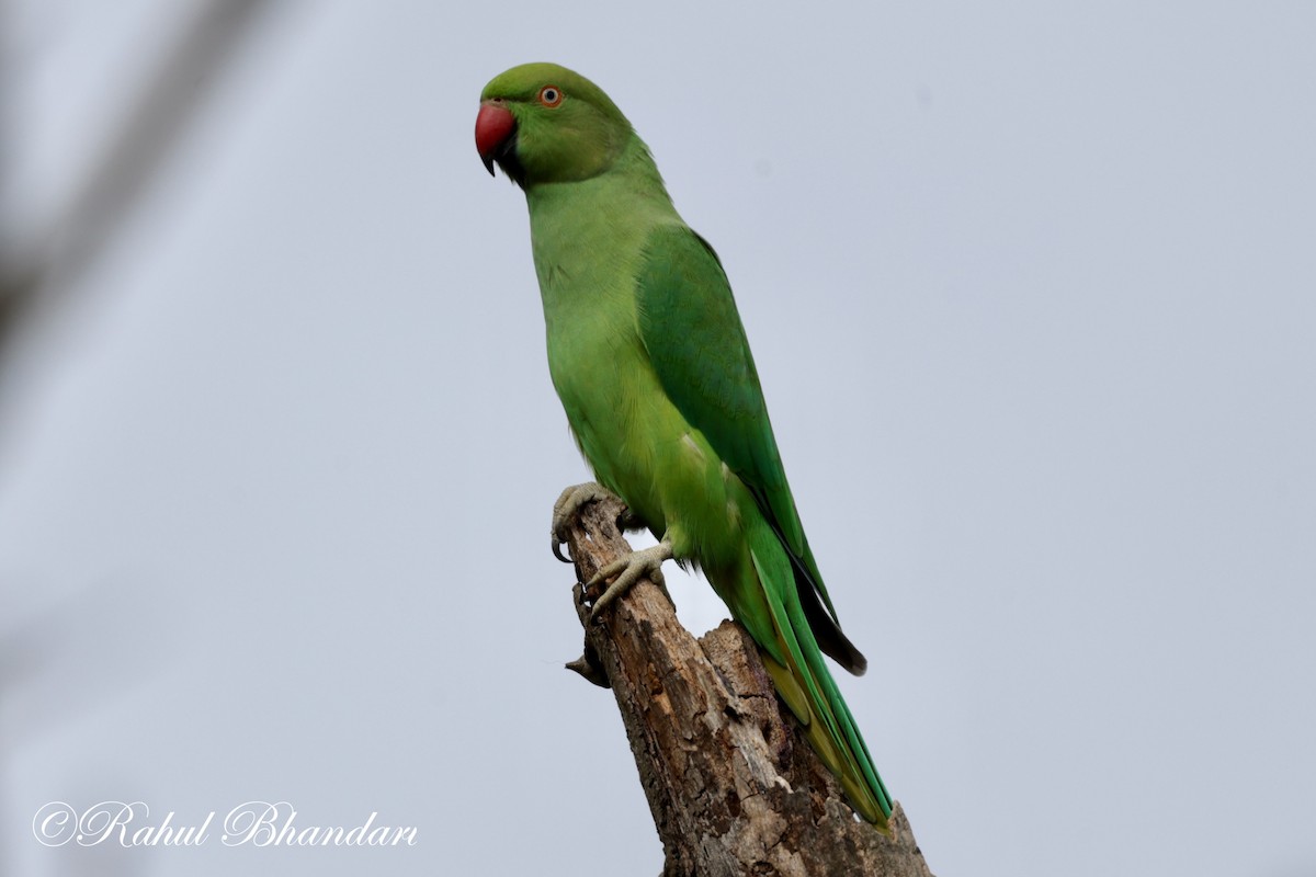 Rose-ringed Parakeet - ML620611842