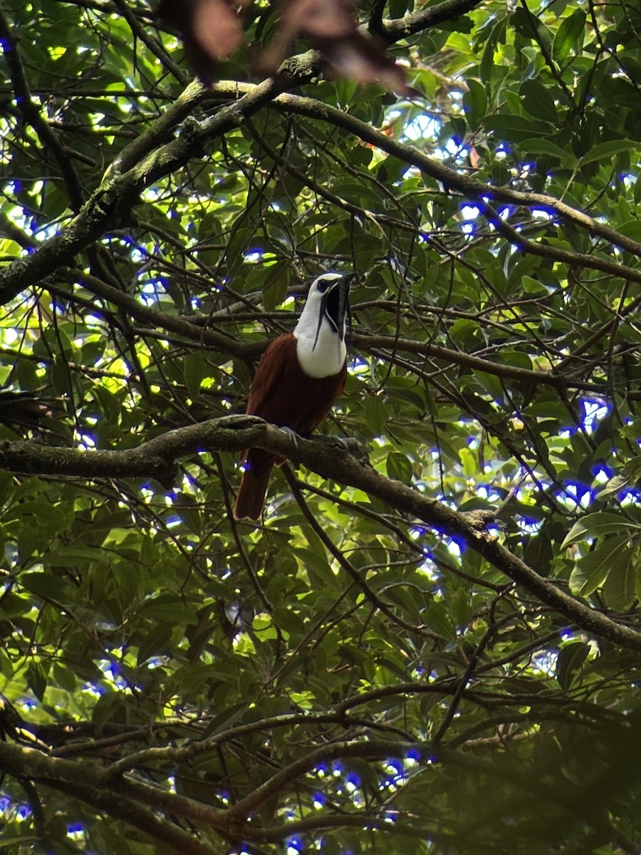 Three-wattled Bellbird - ML620611846