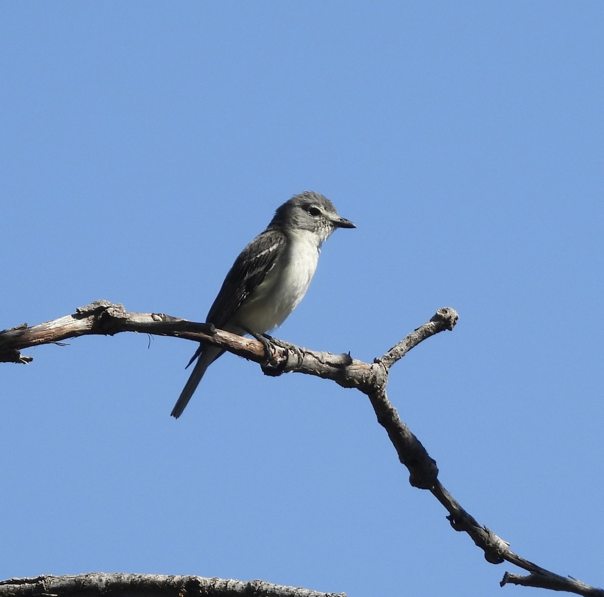 Vireo Plomizo - ML620611847