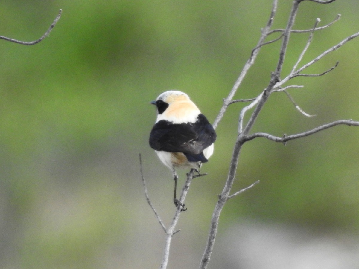 Western Black-eared Wheatear - ML620611851