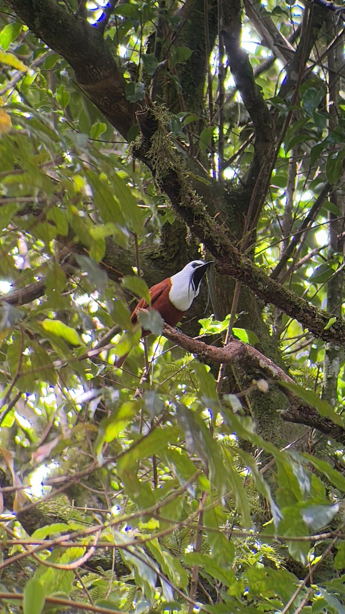 Araponga tricaronculé - ML620611852