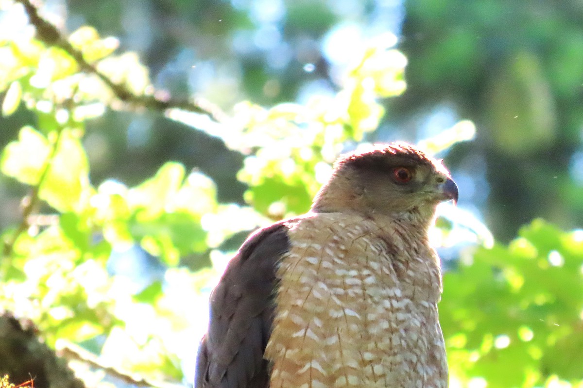 Cooper's Hawk - ML620611854