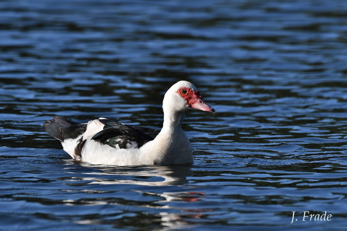 Muscovy Duck (Domestic type) - ML620611857