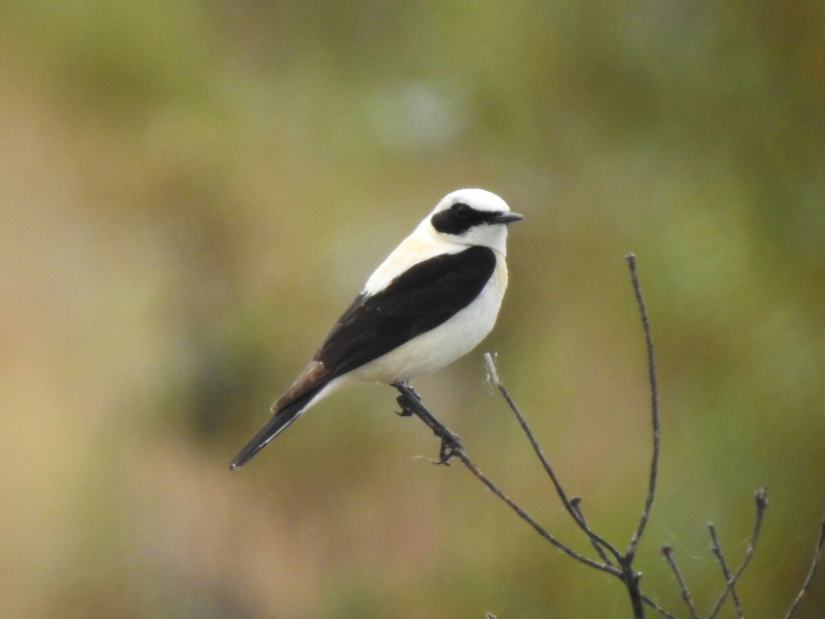 Western Black-eared Wheatear - ML620611861