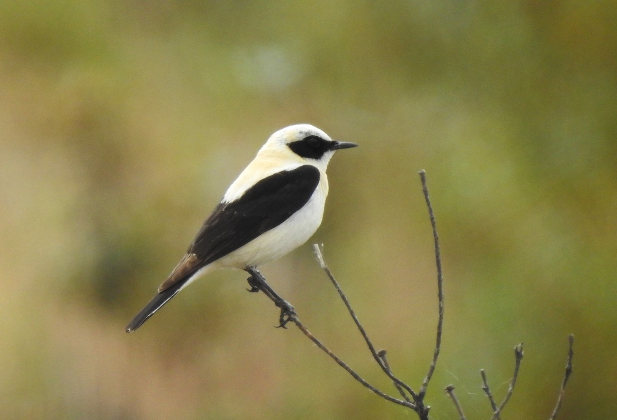 Western Black-eared Wheatear - ML620611866