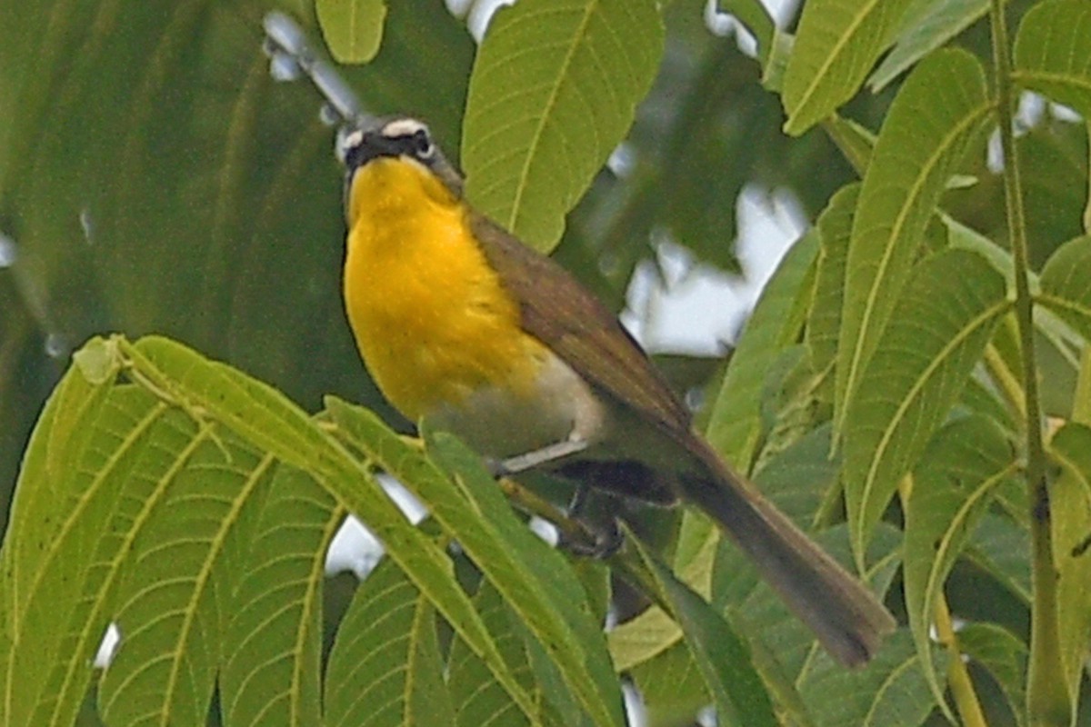 Yellow-breasted Chat - ML620611867