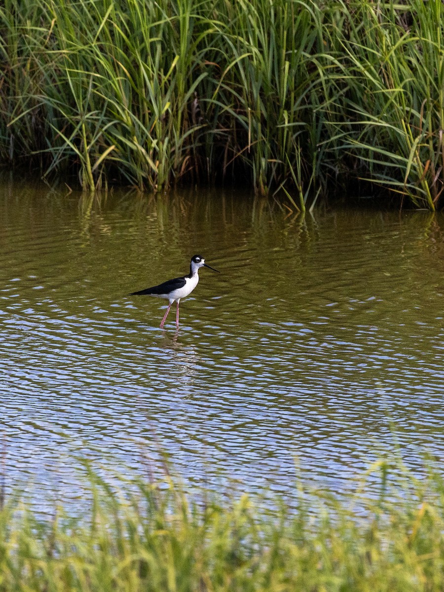 Black-necked Stilt - ML620611868