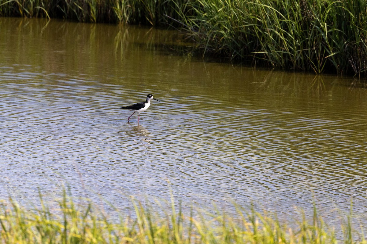 Black-necked Stilt - ML620611869