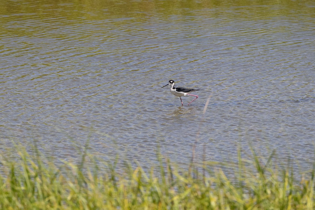 Black-necked Stilt - ML620611870